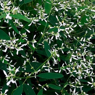 Graceful Spurge (Euphorbia hypericifolia) 11 Euphorbia hypericifolia Euphoric White