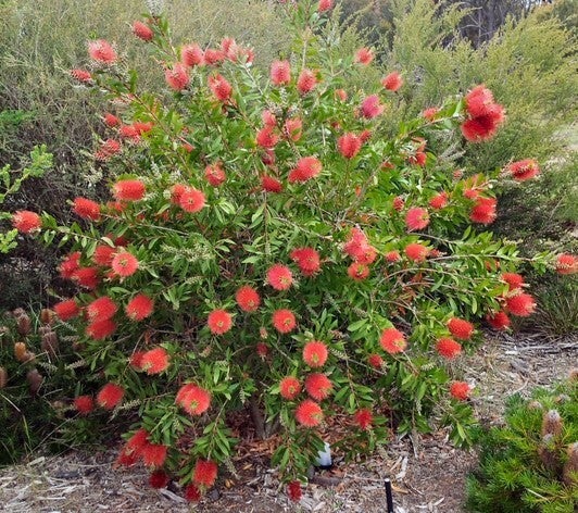 Callistemon citrinus Endeavour | Little Leaves & A Nursery