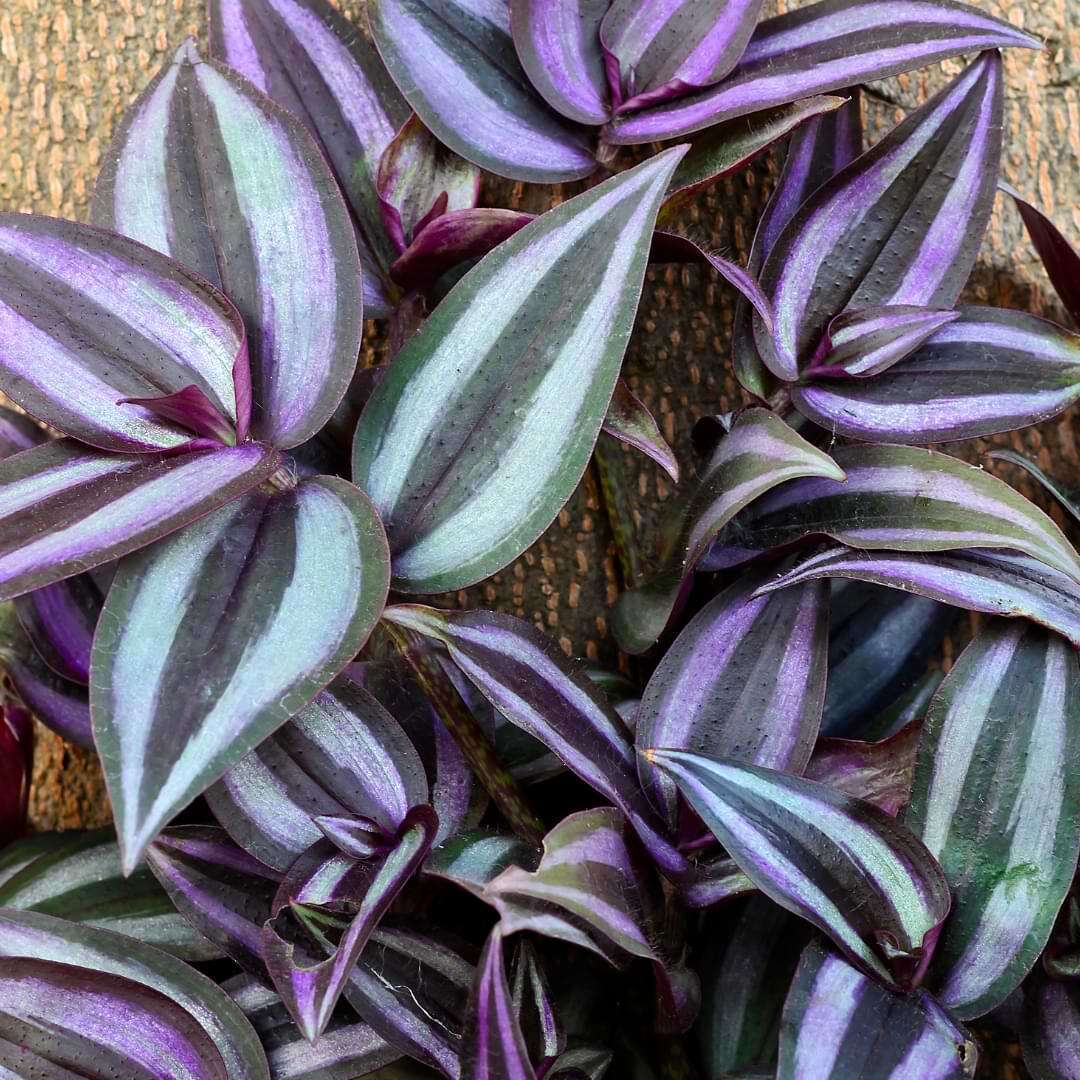 Tradescantia Zebrina wandering Little Leaves A Nursery Tradescantia Zebrina wandering Little Leaves A Nursery