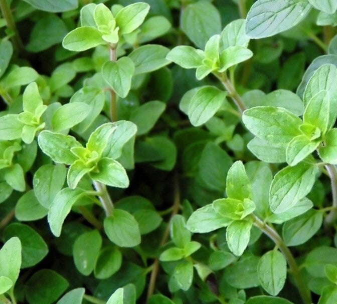 Oregano Origanum vulgare | Little Leaves & A Nursery