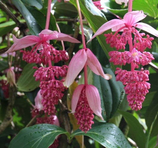 Medinilla Magnifica (Malaysian Orchid) | Little Leaves & A Nursery