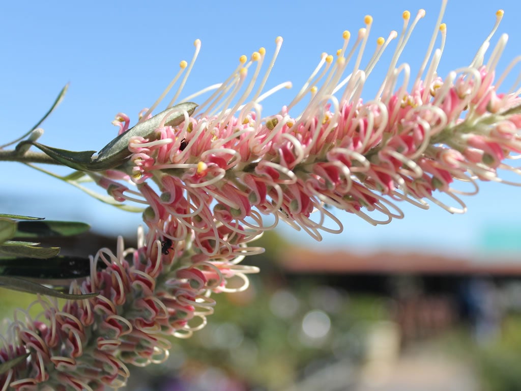 Grevillea Coconut Ice | Little Leaves & A Nursery