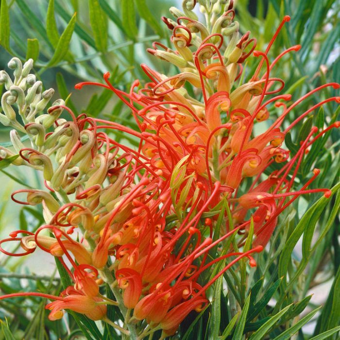 Grevillea Ned Kelly | Little Leaves & A Nursery