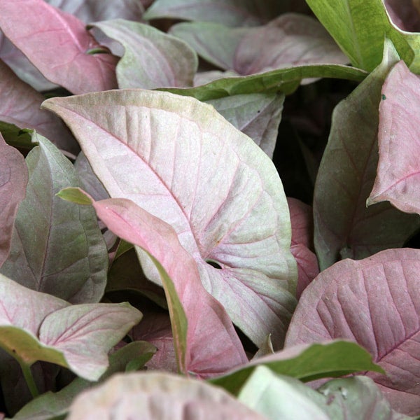 Syngonium Pink Beauty | Little Leaves & A Nursery