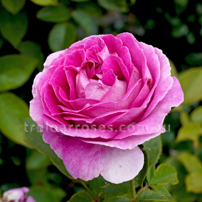 Raspberry Cupcake - Floribunda Rose | Little Leaves & A Nursery
