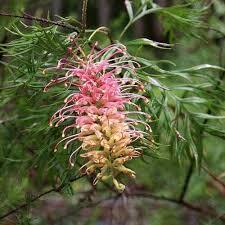 Grevillea Lemon Baby | Little Leaves & A Nursery