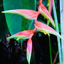 Heliconia Chartacea Temptress Aka Sexy Scarlet | Little Leaves & A Nursery