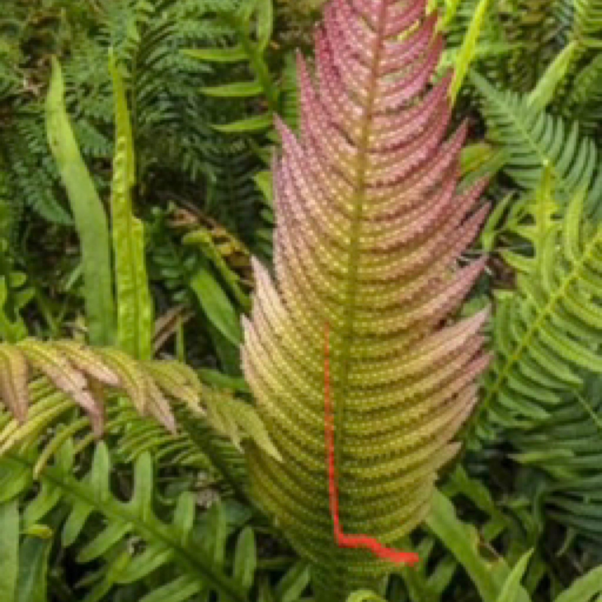 Doodia aspera Prickly Rasp Fern | Little Leaves & A Nursery