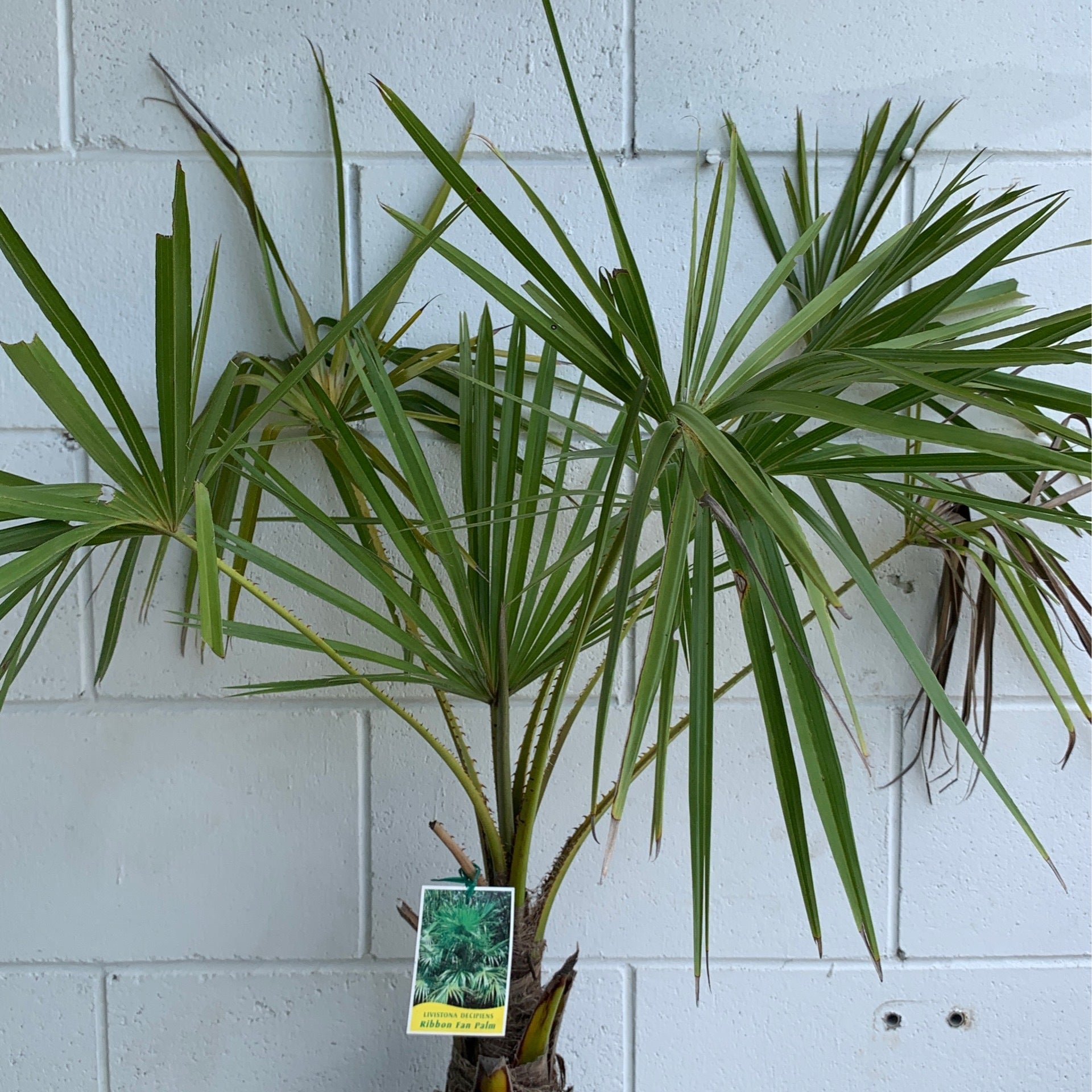 Livisona decipiens ribbon fan palm | Little Leaves & A Nursery